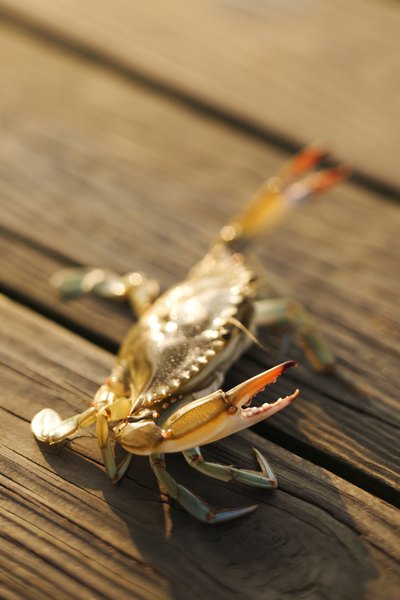 dungeness crab vs blue crab dungeness crab vs blue crab