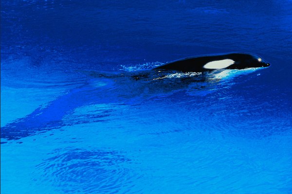 What Are Some Predatory Adaptations a Killer Whale Has? | Animals - mom.me