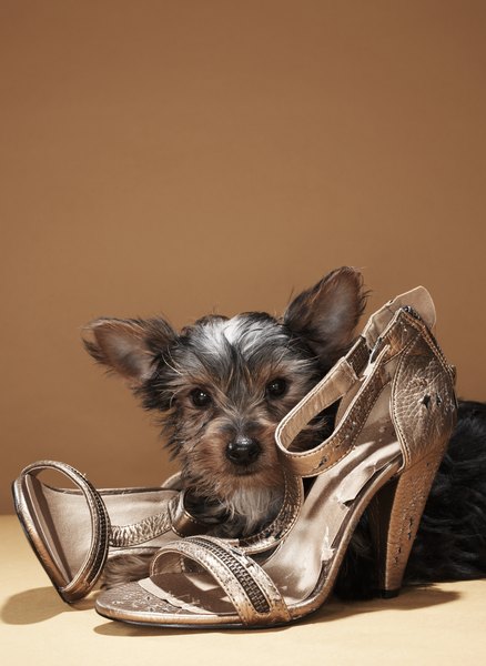 Martin Poole/Digital Vision/Getty Images Correcting your dog's shoe-stealing fetish keeps your shoes intact.