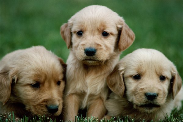 When can puppies leave the litter?