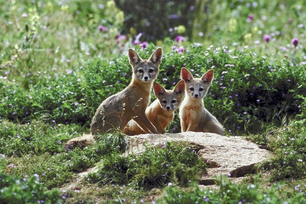 The Physical Adaptations of Fennec Foxes | Animals - mom.me