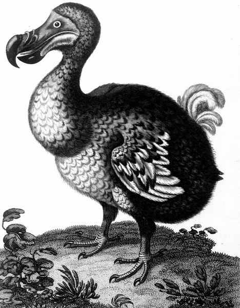 big dodo meaning