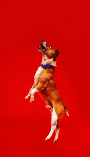 George Doyle/Stockbyte/Getty Images Remain calm when greeting your dog.