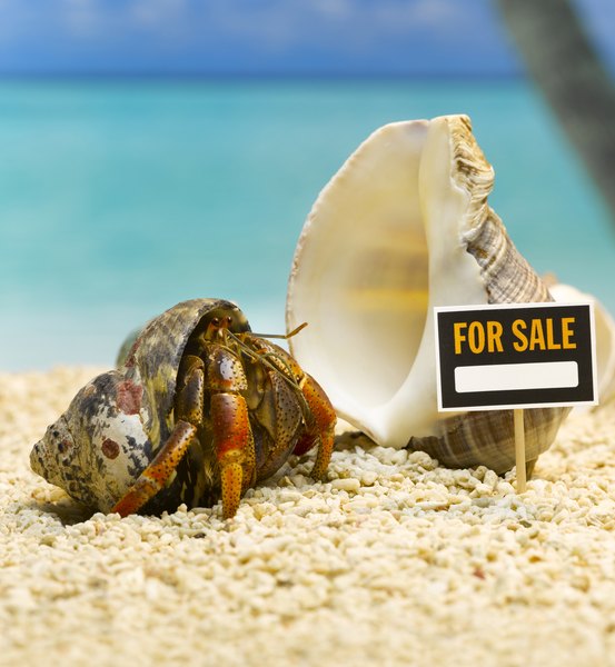 I got hermit crabs. But I'm scared of them.