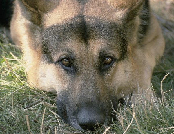 Photos.com/Photos.com/Getty Images Dogs are one of mankids most faithful companions.