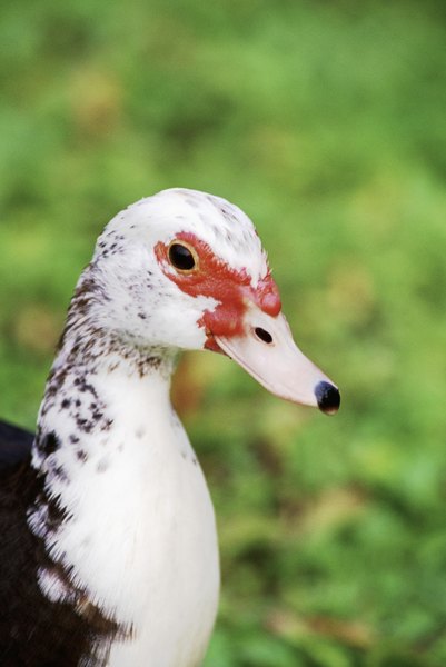 How to Raise Muscovy Ducks With Chickens | Animals - mom.me