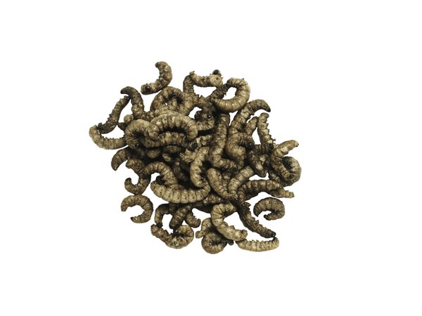 download mealworms for birds download mealworms for birds