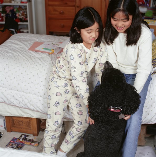Ryan McVay/Photodisc/Getty Images Poodles are great family dogs who shed little.