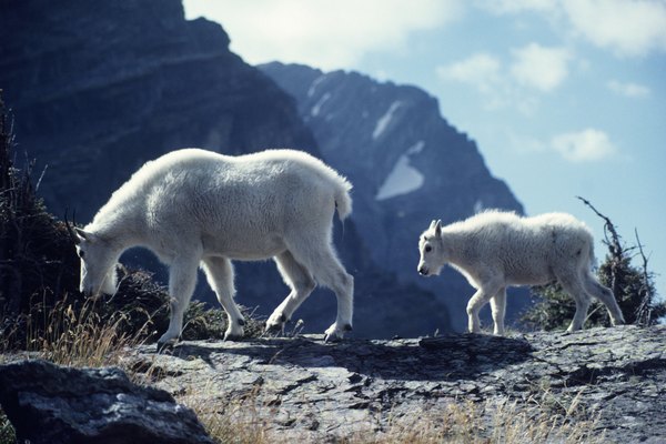 What Animals Are In The Alpine Tundra