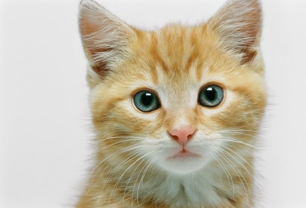 How dangerous are cat hairballs?