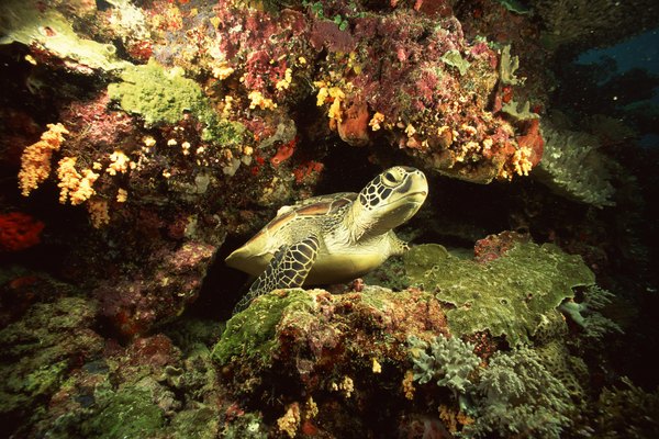 prey of sea turtles