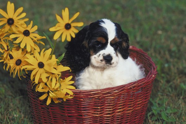 Ablestock.com/AbleStock.com/Getty Images He should have a Bordetella vaccination if he goes to puppy day care or a boarding facility.