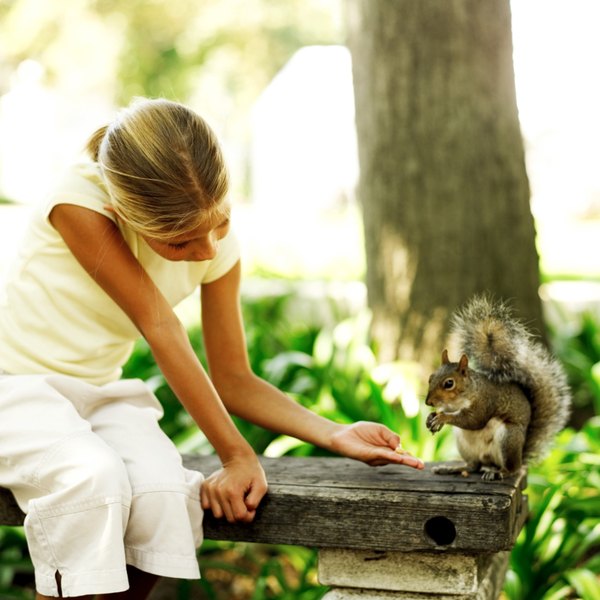 How to Build a Squirrel Nesting Box | Animals - mom.me