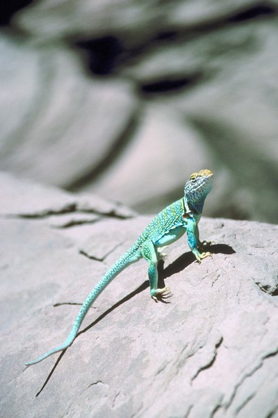 Species Of Lizards In Colorado | Animals - Mom.me