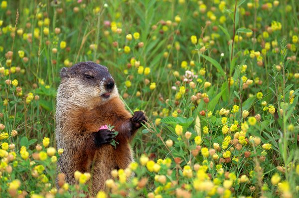 Groundhog Hibernation | Animals - mom.me