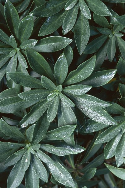 Dynamic Graphics Group/Dynamic Graphics Group/Getty Images Spurge laurel is a variety common in the Pacific Northwest.