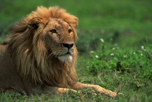 What Is the Predator of the African Lion? | Animals - mom.me