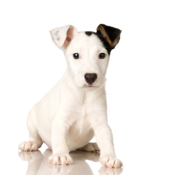 How to House Train a Jack Russell Puppy - Pets