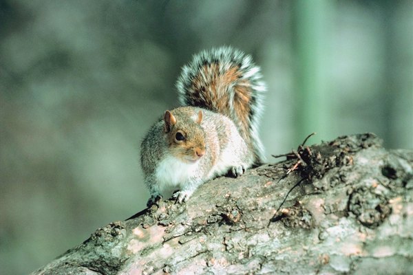 habitat of texas squirrels animals mom me habitat of texas squirrels animals mom me