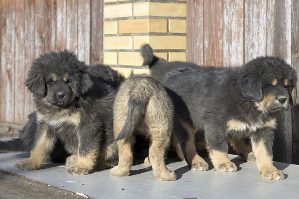 Laures/iStock/Getty Images Tibetan mastiffs grow to be 24 to 29 inches tall at the withers.