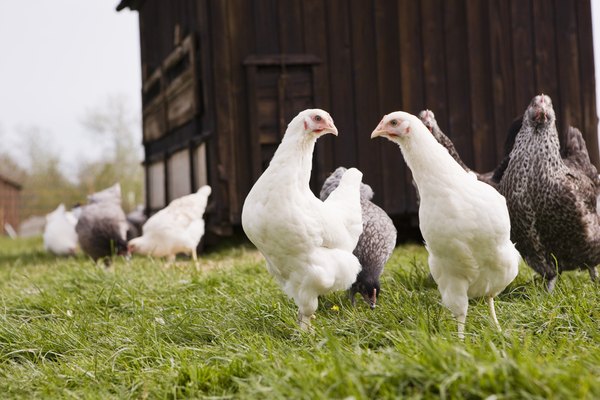 how-many-pounds-of-food-does-a-laying-hen-eat-a-day-animals-mom-me