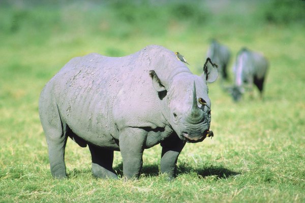 What Do the Rhinos Eat Normally? | Animals - mom.me