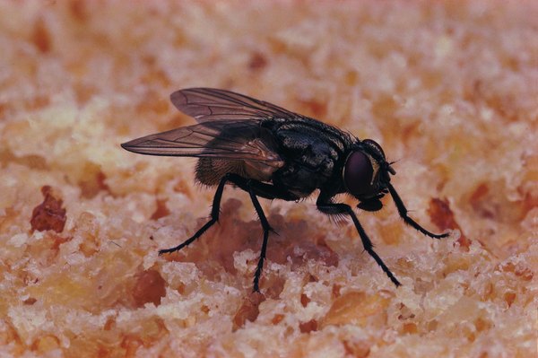 The Life Cycle of a House Fly | Animals - mom.me
