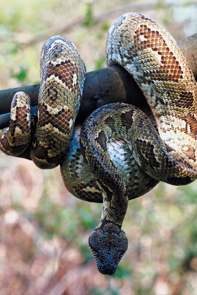 boa constrictor snake opening door and falling