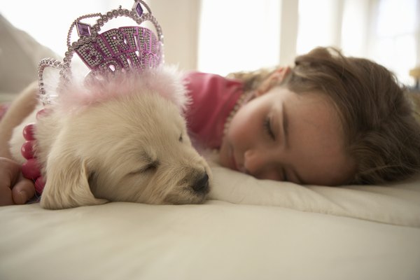 Chris Amaral/Digital Vision/Getty Images Your little canine princess deserves a royal four-poster of her own.