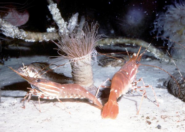 Do Shrimp Have a Nervous System? | Education - Seattle PI