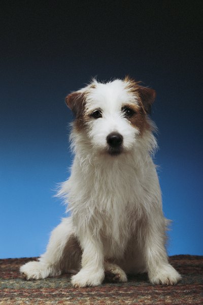 Comstock/Comstock/Getty Images The Jack Russell terrier is a cheerful, devoted dog.