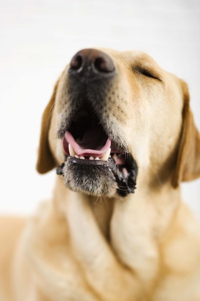 Jupiterimages/Brand X Pictures/Getty Images Adopt from Mikey's Chance Canine Rescue
