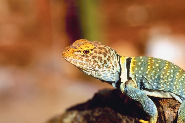 Western Collared Lizard Information | Animals - Mom.me