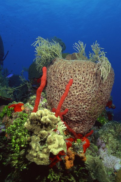 how does a sea sponge move