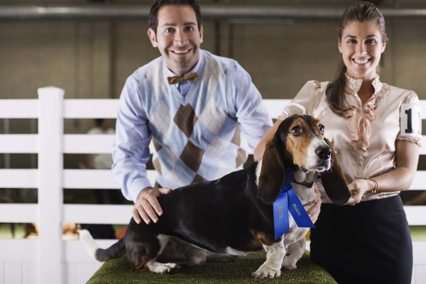 Jupiterimages/Brand X Pictures/Getty Images Purebred show dogs are routinely covered by life insurance policies.
