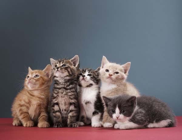 A Group Of Kittens 12