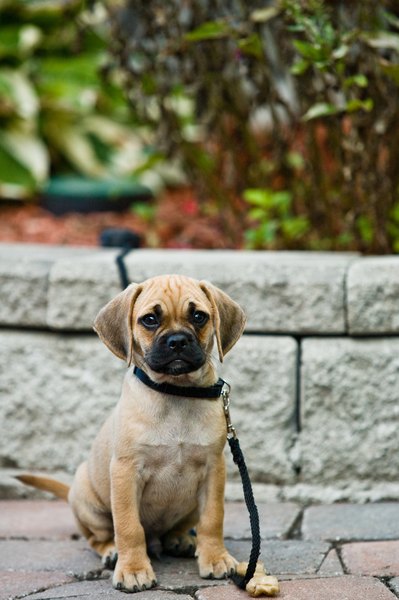 what age to start leash a puppy what age does a puppy start listening to commands care the daily puppy what age to start leash a puppy what age does a puppy start listening to commands care the daily puppy
