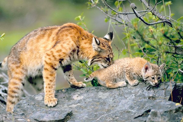 Cougar & Bobcat Similarities | Animals - mom.me