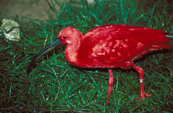 What does "the scarlet ibis" symbolize? how does    enotes