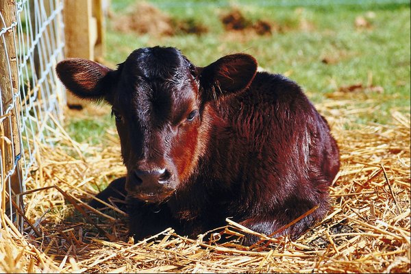 how-to-wean-a-bottle-fed-calf-animals-mom-me