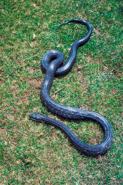 A Rat Snake's Life Span | Animals - Mom.me