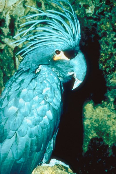 cockatoo species with pictures