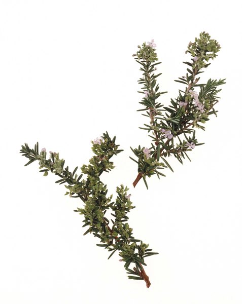 Jupiterimages/Comstock/Getty Images Inexpensive rosemary relieves dry skin, deters fleas and adds a lovely smell to your dog's fur.