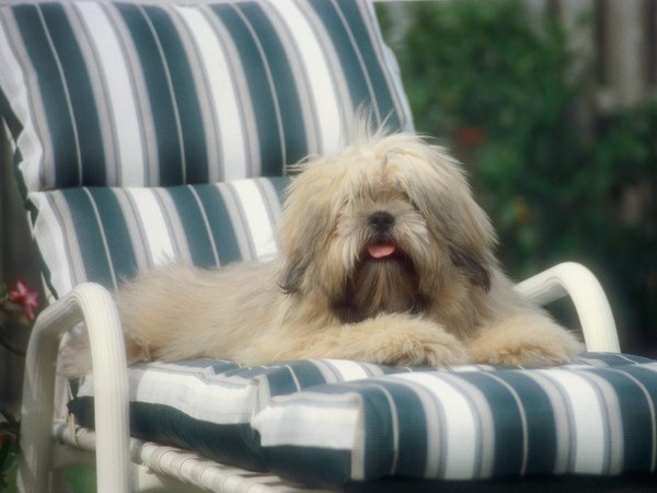 Image result for dog on patio chair