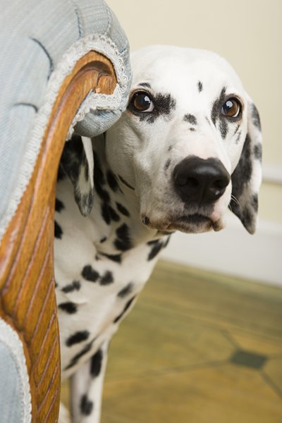 obsessive in dogs is separation anxiety part of obsessive compulsive disorder in dogs care the obsessive in dogs is separation anxiety part of obsessive compulsive disorder in dogs care the