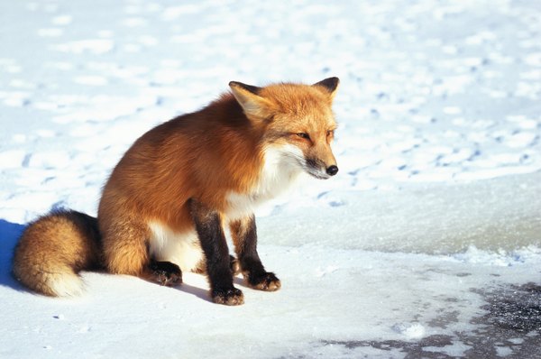 Mange in Foxes | Animals - mom.me