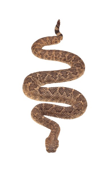 Comstock/Comstock/Getty Images Cottonmouths are related to other common venomous species, including copperheads and rattlesnakes.