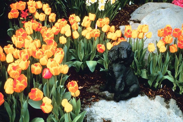 Jupiterimages/Photos.com/Getty Images Although this dog is safe among the tulips, you shouldn't let your dog eat them.