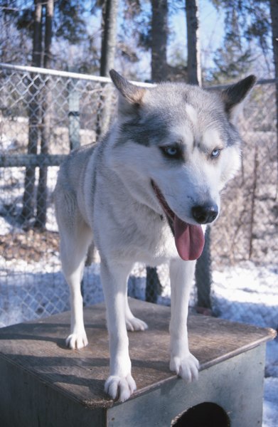 Hemera Technologies/AbleStock.com/Getty Images Whether kenneled inside or out, your dog still needs regular attention.