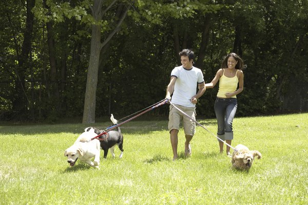 Jupiterimages/Photos.com/Getty Images Once all dogs understand their place, they'll function as a cooperative pack.